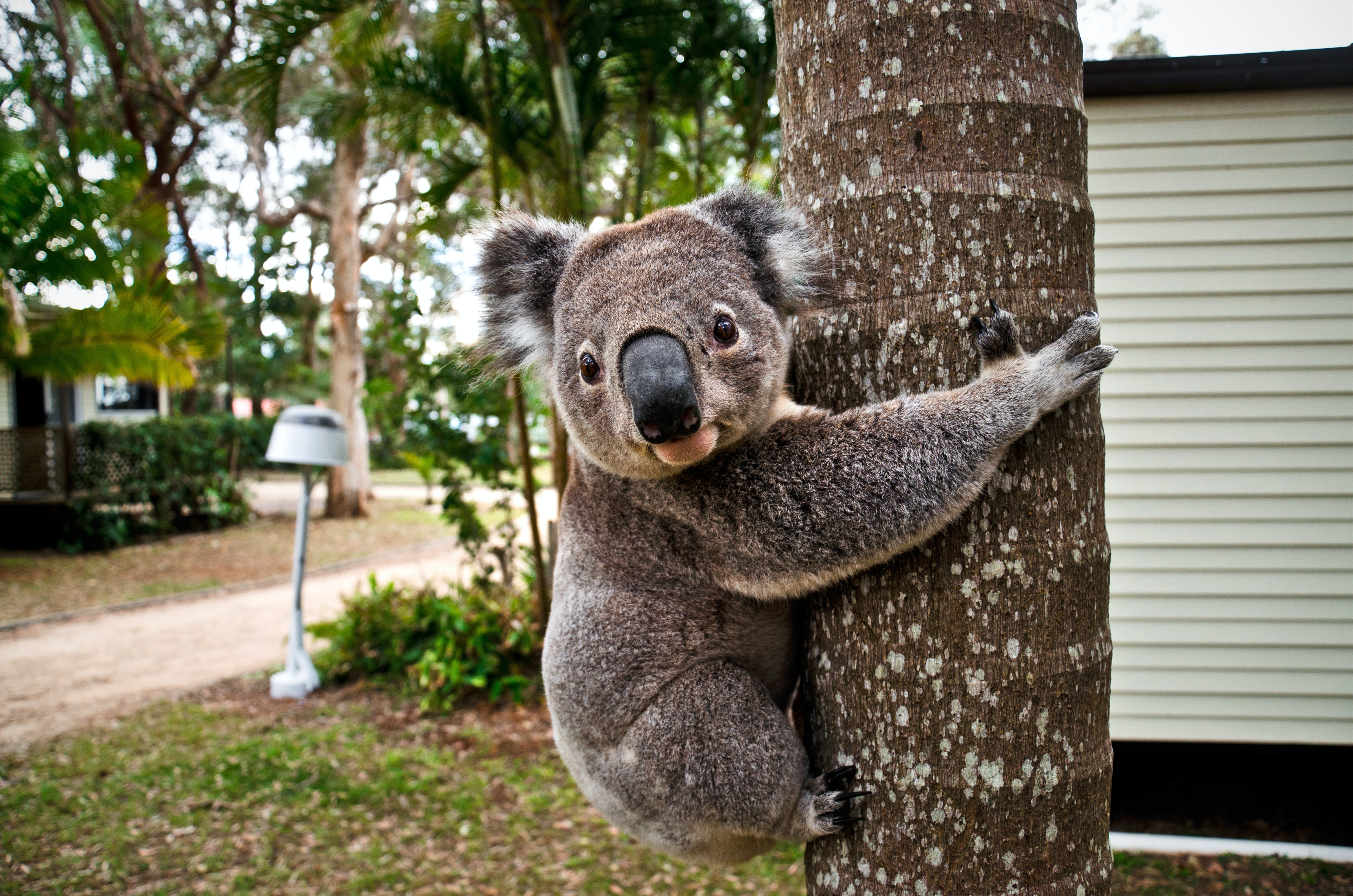 Koala clings to eucalyptus tree