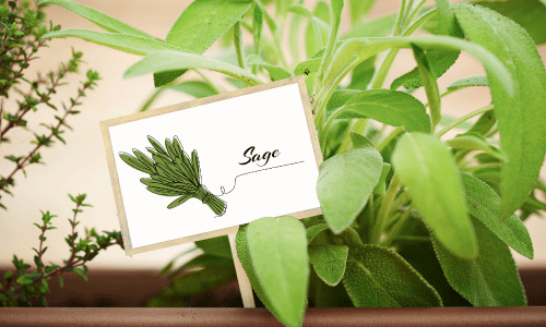 Seed packet label against greenery